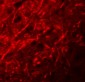 CTTNBL1 Antibody