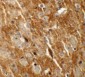 CTTNBL1 Antibody