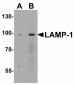 GLS2 Antibody