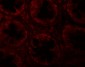 SLAMF1 Antibody