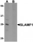 SLAMF1 Antibody