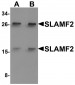 SLAMF2 Antibody