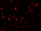 SLAMF3 Antibody