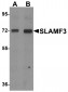 SLAMF3 Antibody