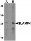 SLAMF4 Antibody