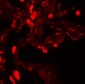EZH1 Antibody