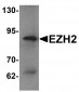 EZH2 Antibody