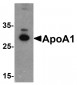 ApoA1 Antibody