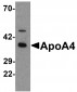 ApoA4 Antibody