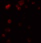 SPT1 Antibody