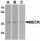 MSI2 Antibody