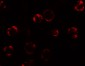 Anosmin Antibody