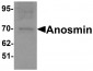 Anosmin Antibody