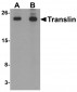 Translin Antibody
