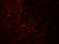 SPRYD5 Antibody