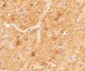 SPRYD5 Antibody