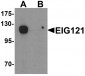 EIG121 Antibody