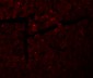 DDA Antibody