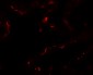 EMX2 Antibody