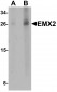 EMX2 Antibody