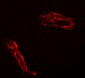 EPAC1 Antibody