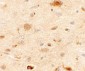 EPAC1 Antibody