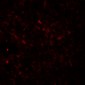 EPAC2 Antibody