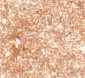 EPAC2 Antibody