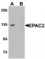 EPAC2 Antibody