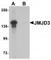 JMJD3 Antibody