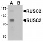 RUSC2 Antibody
