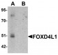 FOXD4L1 Antibody