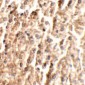 ANGPT2 Antibody