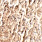 ANGPT2 Antibody