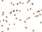 NKX2-4 Antibody