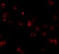 NKX2-4 Antibody