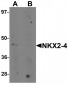 NKX2-4 Antibody