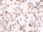 RNASET2 Antibody