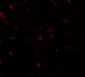 TFEB Antibody