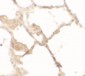 TFEB Antibody