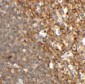 TFCP2L1 Antibody