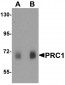 PRC1 Antibody