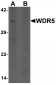 WDR5 Antibody