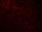 CCP110 Antibody