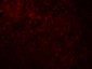 CCP110 Antibody