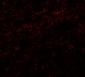 PHOX2A Antibody