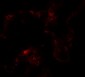 NIBRIN Antibody