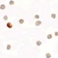 SDHAF1 Antibody