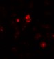 SDHAF1 Antibody