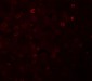 TRAP Antibody